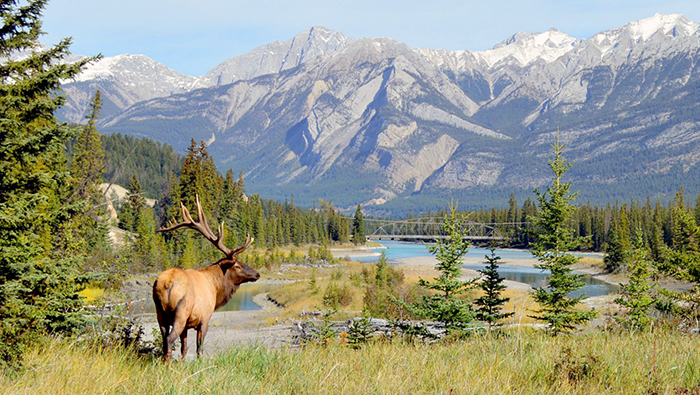 Nai sừng tấm ở Công viên quốc gia Jasper, Alberta, Canada